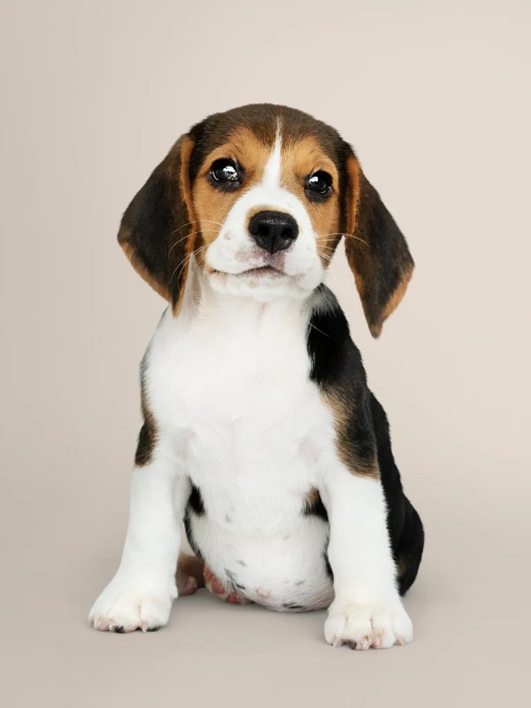 adorable-beagle-cachorro-solo-retrato