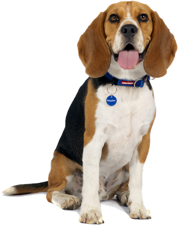 vital-stats_beagle